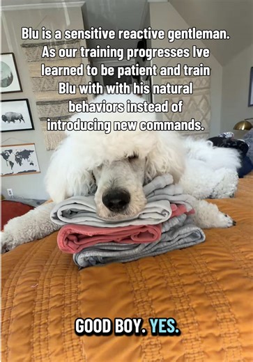 Teaching Blu “head down” @Thomas Hall #DogTraining #dogdad #poodledad #bluthestandard #fyp