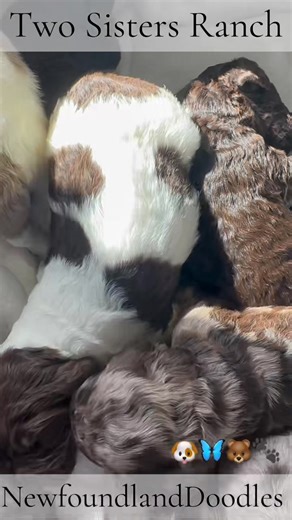 21 reactions | #PrettyLittleBaby #PuppiesOfIG #PuppyLove #NewfoundlandDoodle 曆 #TwoSistersRanch  | Two Sisters Ranch, LLC | Facebook