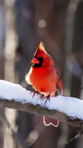 “Cardinal Bird Looking Graceful — A Peaceful Nature Clip!”#CardinalMagic #RedBirdBeauty #NatureDailyReels #WildlifeClips #BirdMoments #NatureCaptured #BeautifulRedCardinal #StunningBirdReels #BirdsofEarth #CardinalWatch #NatureRelaxation #BirdScenes #WildlifeDaily2025 #PeacefulBirdVideo #FBReelsViral2025 | Cardinal Enthusiast