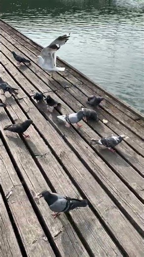 Pigeons Enjoy a Bread Treat Until Seagulls and Ducks Join the Feast! 🕊️🍞 #lifeisbutadream