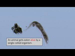 Giant Cell Swallows an Animal Alive