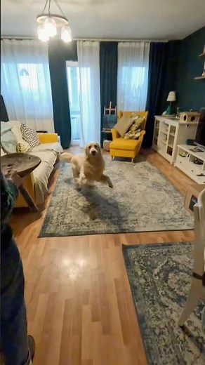 🎄🐶 Dog Advent Calendar Day 5 Pluto Discovers His Advent Calendar Surprise!