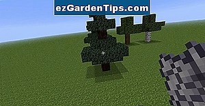 Comment faire pousser un sapin Frazier à partir de graines 🌱 Conseils Jardiniers - Fr.ezGardenTips.com