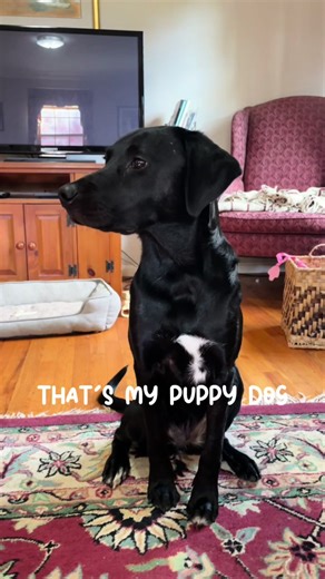 Love my puppy dog ❤️❤️❤️ #doglove #MemeCut #Meme | dog
