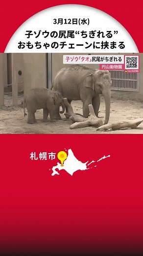 尻尾が“ちぎれる”【動物園の子ゾウ】おもちゃをつるすチェーンにはさまりケガ‐今は元気で展示再開へ…札幌市円山動物園 #北海道ニュースUHB #北海道 #札幌市 #円山動物園 #ゾウ #タオ #しっぽ #ケガ #動物園 #TikTokでニュース