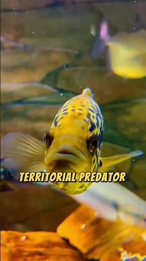 Jaguar Cichlid The Apex Predator of Freshwater Tanks