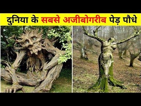 दुनिया के 10 सबसे रहस्यमय पेड़।Top 10 Mysterious Trees of the World 🌍 । facts BombEx।