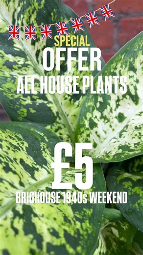 12 reactions | 華 £5 Houseplants for Brighouse 1940s Weekend! 華 We’re...
