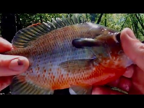 Sneak Boat fishing the Edisto River