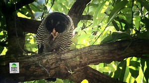 2.2K views · 89 shares | Unforgettable photography and birding trips in Honduras. Black-and-White Owls, they are lovely birds! www.beaksandpeaks.com | Beaks and Peaks Birding and Adventure Tours | Facebook