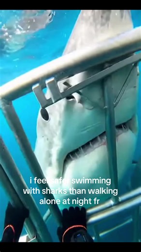 sharks can climb?