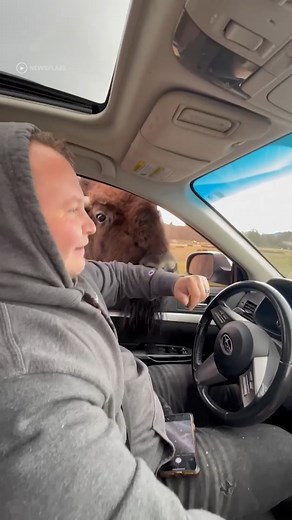 240K views · 221 reactions | a bit intrusive tbqh 殺 #reels #bison #wildanimals #wildlife #feedingtime #elk #feedme | In The Know Innovation | Facebook