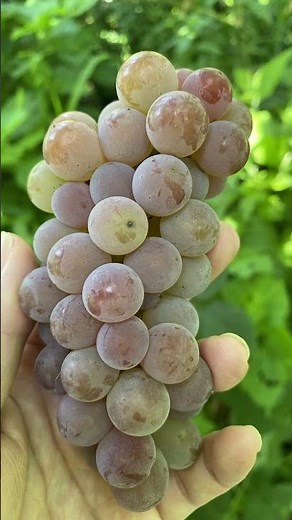 デラウェア収穫始めました 農薬不使用屋根なし栽培のデラウェア #家庭菜園 #garden【田舎暮らし】【ぶどう栽培】