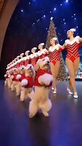 The Doodles dancing with the NYC Rockettes .... #viralreels #trendingreelsvideo #christmas2025 #fyp #goldendoodlesoffacebook #reels #dogs #viral #Christmas #merrychristmas #rockettes | ScottThecreator