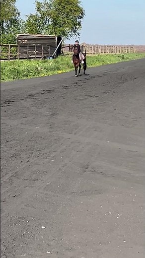 Cheval à vendre - Trotteur français - equirodi.com