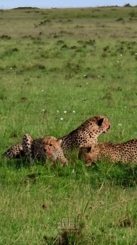 Unbelievable Cheetah Family Devours Prey In Fierce Hunt