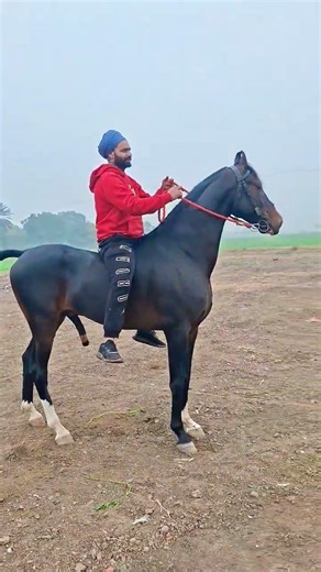 diler #diler_stud_farm # 855 wang farta stud sarvios open cont 89683 70472