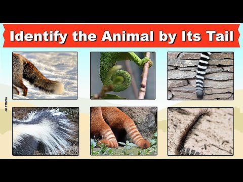 Can You Identify the Animal by Its Tail? | Guess Animals From their tails | Whose tail is it? |Quiz