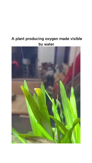 for fun 😊 on Instagram: "The post features a short video of an aquatic plant, likely Elodea canadensis, submerged in water where oxygen bubbles visibly form and rise from its leaves under light, illustrating real-time photosynthesis as described in the caption.This phenomenon occurs because chloroplasts in the leaves convert CO2 and water into glucose and O2 during the light-dependent reactions, with bubbles forming when supersaturated oxygen escapes into the surrounding water, a process common