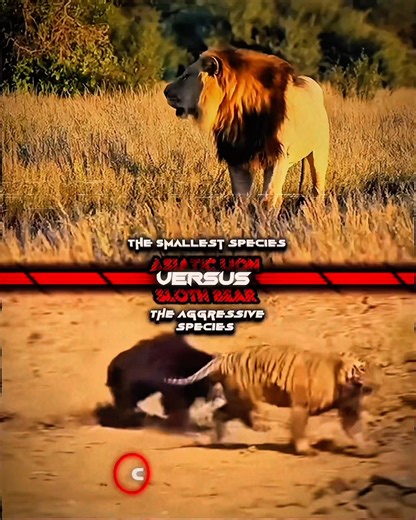Asiatic Lion vs Sloth Bear #shorts #1v1 #wisedit #edit #lion #slothbear