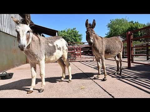 How to work with donkey feet - handling issues
