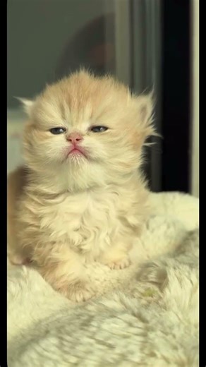 Adorable kittens. #adorable #cute #kittenshorts #catshorts