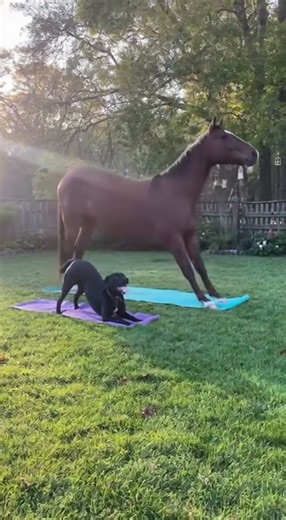 Horse Tries to Copy a Dog’s Yoga Pose… and Falls Over 😂🐴🐶 #youtubeshorts #animals #animalfight
