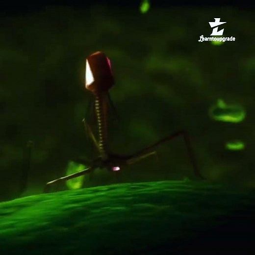 Bacteriophage T4 attacking - E coli