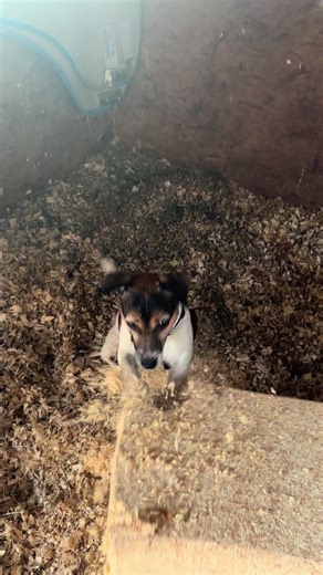 Helpful Jack Russell Terrier This Morning