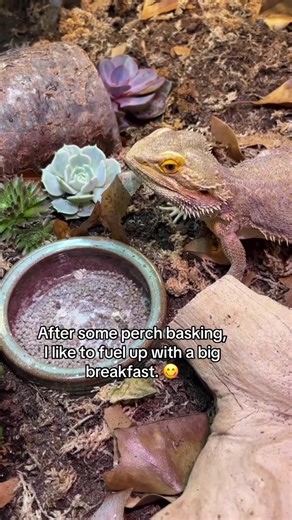 Day in the life of a Mazuri pet. 🦎✨ | Mazuri