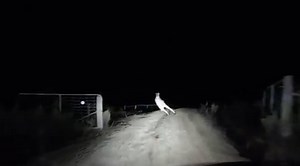 Kangaroo kick-punches car driving down rural Australian road