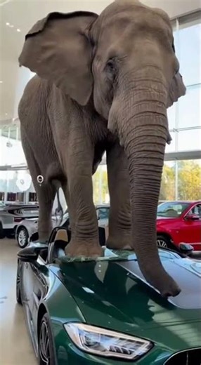 Elephant pooping in a car after crushing it! #funny #crush #car #ai #funnyanimal #funnyelephant