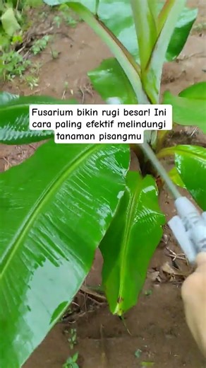 Cara Mencegah Layu Fusarium pada Tanaman Pisang agar Tetap Sehat dan Tumbuh Subur
