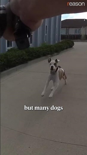 Why do cops kill so many dogs?