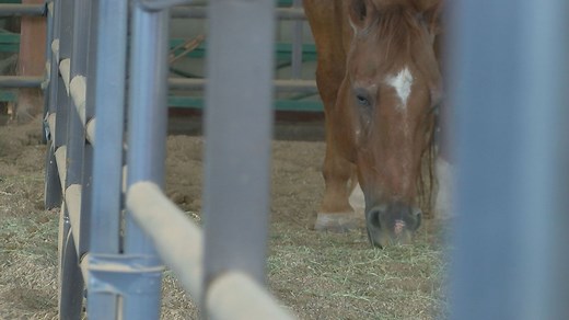 Breath of fresh air: horses helping in asthma research at UArizona