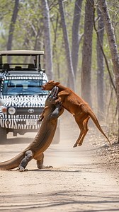 Lizard vs Cow 🦎🐂🔥 A woman rushes in to help the cow escape the attack 👩💪 #EpicRescue #WildBattle #BraveAct #wildlife #wildanimals | Robert Hawthorn