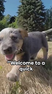 The Mini Australian Shepherd or Mini Aussie. | Mini Aussies