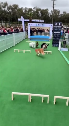 Cat Jumping Competition 🏆🐾 The Fastest One Will Shock You! 😱