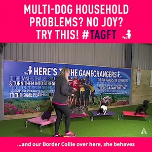 8.4K views · 83 reactions | Multi-dog household struggles? Owning multiple dogs can be an absolute dream! However, we know that when it doesn’t go quite so well it can create huge amounts of stress. Boundary Games can be a total gamechanger! Check out this live Boundary Games session with Tom and Lauren and - of course - multi-dogs - and be inspired! | absoluteDOGS | Facebook