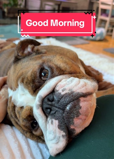 No better way to start the morning ❤️ #bulldog #bulldogs #love