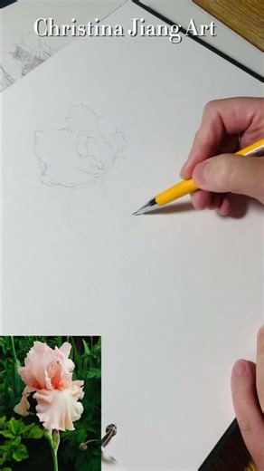 How to drawing a Iris in pencil, step by step #drawing #iris #art #stepbystep #flowers