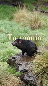 Singaporeans on a wildlife run to Tasmania? We did a really fun expedition to Tasmania AND we found all sorts of crazy wildlife there - from white wallabies to critically endangered swift parrots, a PINK robin? Even one of Australia's rarest birds - the forty-spotted pardalot and SOOO much more! If you're into wildlife and (some) adventure - you must check out our 2026 wildlife expeditions where we venture to Sri Lanka, Madagascar, Costa Rica amidst conservation camps in Bali (with King Cobras h