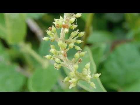 ヤマブドウ/Vitis coignetiae 04_250911_ガイコツ山