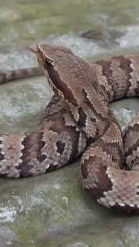 Flipping Snakes in Alabama! - Crazy Cottonmouths!
