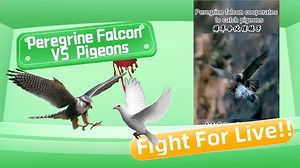 499K views · 4K reactions | The peregrine falcon is really the smartest hunter in the sky, actually can relay cooperation to hunt pigeons, so awesome, click on the video to see it! #Qinghai #wildlife #peregrinefalcon #pigeon #青海 #野生动物 #游隼 #鸽子 | Chaka Yak | Facebook