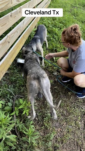 174 reactions · 31 comments | Thanks to our amazing rescue partners and our good friend fostering, we were able to get one of a Shepherd safe a couple nights ago, but the other two still needs a foster and they can go with them as well . We can’t think all of you enough for helping this sweet girl move onto her her amazing life . | Lisa Hilton Noble | Facebook