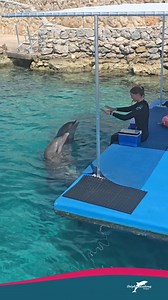 Behind every incredible experience is a passionate trainer guiding, caring, and creating magical moments at Dolphin Academy. 🐬 🌊 #dolphinacademycuracao #dolphinacademycuraçao #dolphins #dolfein #dolfijn #marinemammals #sealife #curacao #curaçao #dushikorsou #curacaoisland #caribbean #caribbeanisland #caribbeanlifestyle #islandvibes #underwaterworld #50shadesofblue #paradiselife #paradisestateofmind #everythingblue #rightnowincuracao #🐬 | Dolphin Academy Curaçao