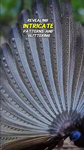 Peacock's Stunning Action: Showing Off Its Charming Tail Feathers! #wildlife #wildwildlife #facts