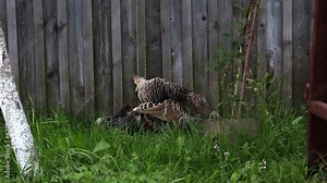 A turkey with chickens is getting ready to sleep. The mother turkey sits in the grass.