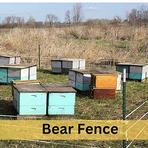 Using Electric Fences for Bears to Protect Your Bees.